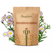 Erigeron Seeds – Erigeron karvinskianus