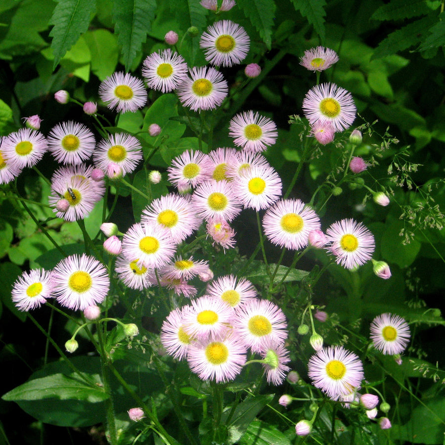 Erigeron Seeds – Erigeron karvinskianus