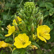 Primrose Seeds – Primula vulgaris