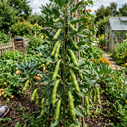 Fava Bean Seeds – Vicia faba