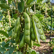 Fava Bean Seeds – Vicia faba