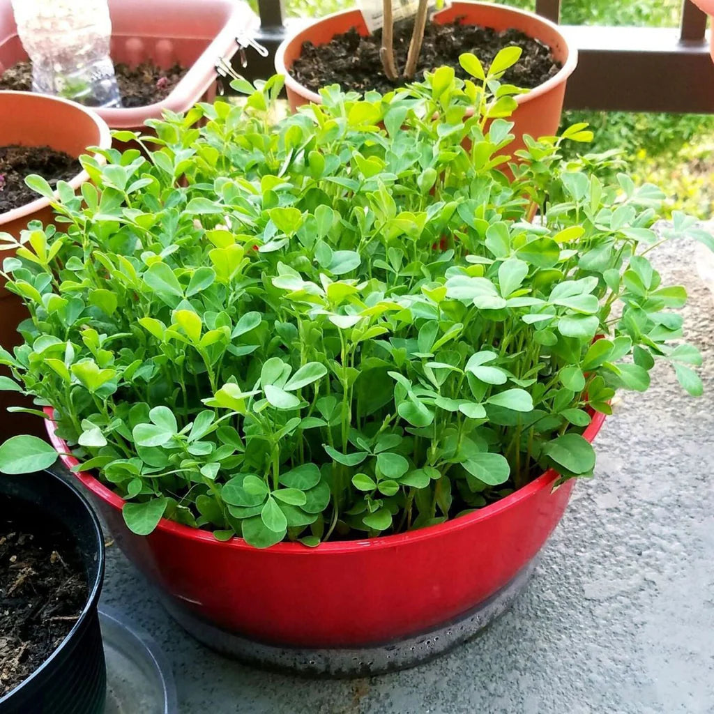 Fenugreek Seeds – Trigonella foenum-graecum