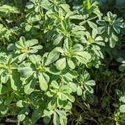Fenugreek Seeds – Trigonella foenum-graecum