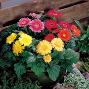 Gerbera Daisy Seeds – Gerbera jamesonii