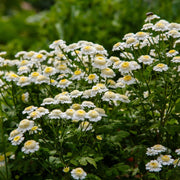Feverfew Seeds – Tanacetum parthenium