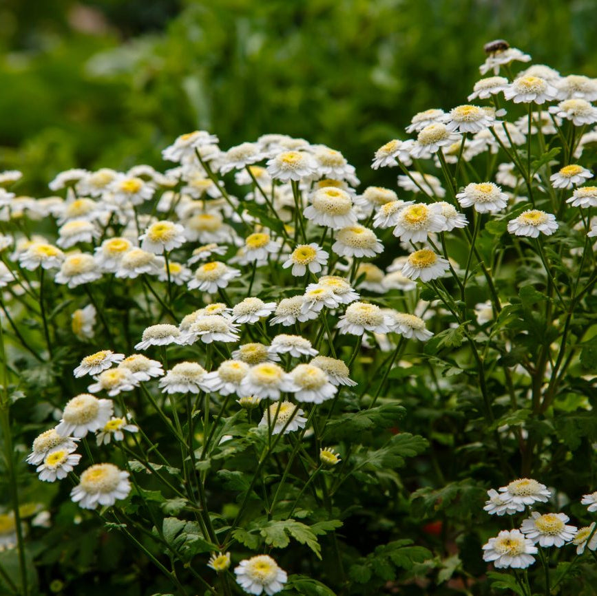 Feverfew Seeds – Tanacetum parthenium