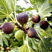 Fig Seeds – Ficus carica