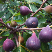 Fig Seeds – Ficus carica