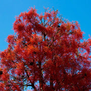 Royal Poinciana Seeds, Delonix regia Flower Seeds