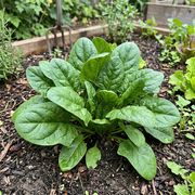 Savoy Spinach Seeds – Spinacia oleracea 'Savoy'