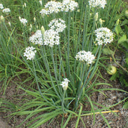 Allium Seeds – Allium spp.
