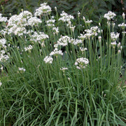 Chive Seeds – Allium schoenoprasum