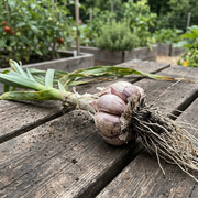 Garlic Seeds – Allium sativum