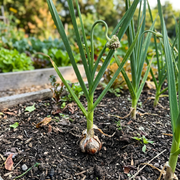 Garlic Seeds – Allium sativum