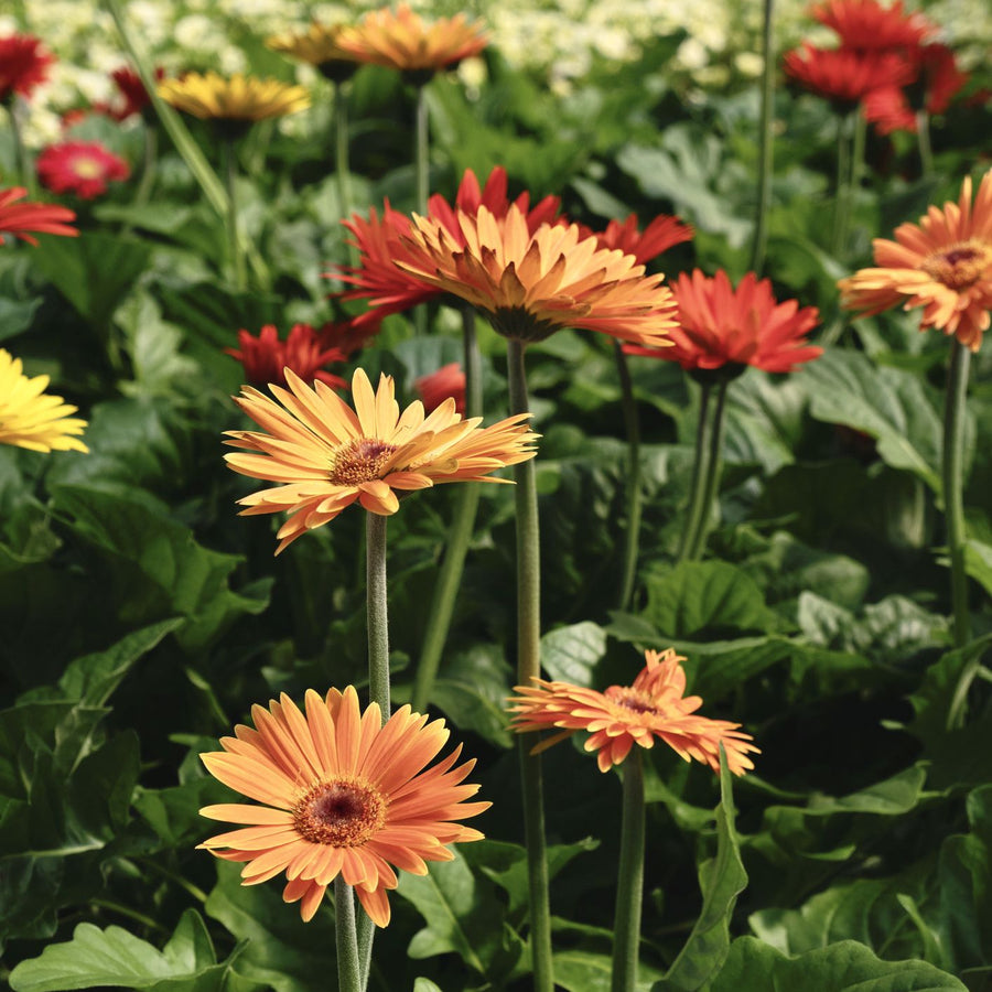 Gerbera Daisy Seeds – Gerbera jamesonii