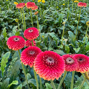 Gerbera Daisy Seeds – Gerbera jamesonii