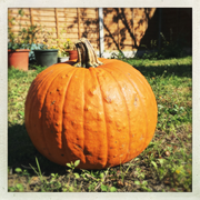 Giant Pumpkin Seeds – Cucurbita maxima
