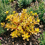 Purslane Seeds – Portulaca oleracea
