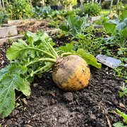 Rutabaga Seeds – Brassica napus
