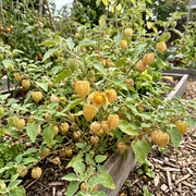 Ground Cherry Seeds – Physalis pruinosa
