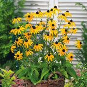 Black Eyed Susan Seeds – Rudbeckia hirta