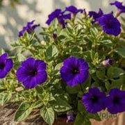 Petunia Seeds – Petunia × hybrida