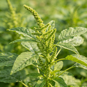 Amaranthus Seeds – Amaranthus spp.