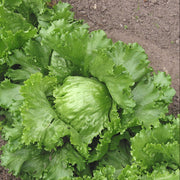 Lettuce Seeds – Lactuca sativa