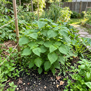 Perilla Seeds – Perilla frutescens