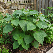 Shiso Seeds – Perilla frutescens