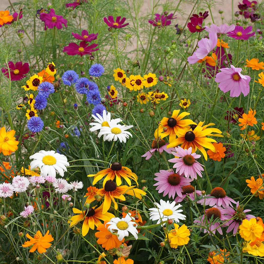 Wildflower Seeds – Mixed Annual & Perennial Species