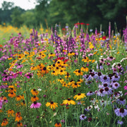 Wildflower Seeds – Mixed Annual & Perennial Species