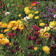 Wildflower Seeds – Mixed Annual & Perennial Species