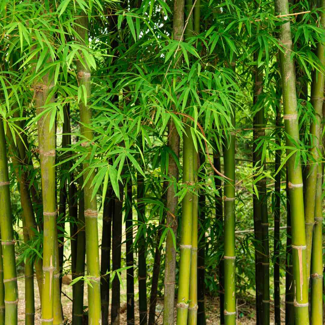 Bamboo Seeds – Bambusoideae spp.