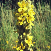 Mullein Seeds – Verbascum thapsus