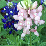 Bluebonnet Seeds – Lupinus texensis