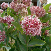 Milkweed Seeds – Asclepias spp.