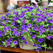 Calibrachoa Seeds – Calibrachoa × hybrida