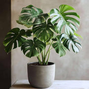 Monstera Seeds – Monstera deliciosa