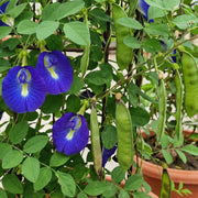 Butterfly Pea Seeds – Clitoria ternatea