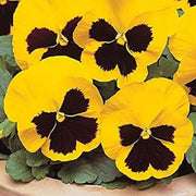 Pansy Seeds – Viola × wittrockiana