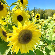 Sunflower Seeds – Helianthus annuus