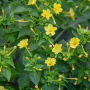 Four O Clock Seeds – Mirabilis jalapa