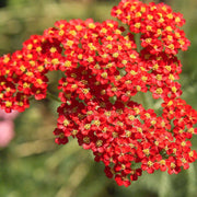 Yarrow Seeds – Achillea millefolium