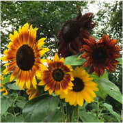 Sunflower Seeds – Helianthus annuus