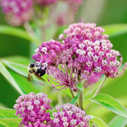 Milkweed Seeds – Asclepias spp.