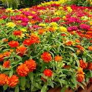 Zinnia Seeds – Zinnia elegans