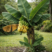 Banana Seeds – Musa acuminata