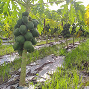 Papaya Seeds – Carica papaya