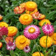 Strawflower Seeds – Xerochrysum bracteatum